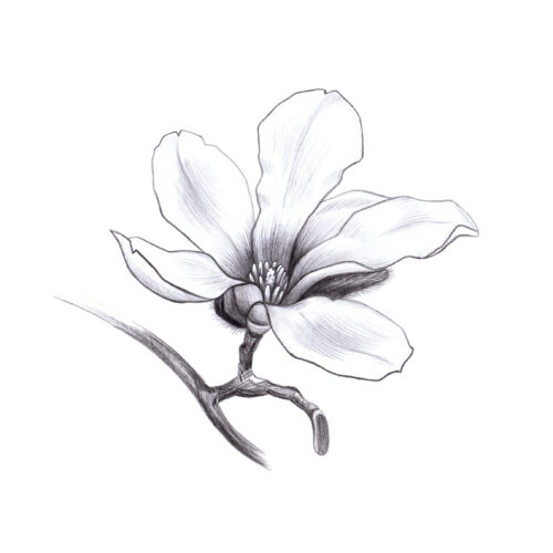 magnolia spring flower, pencil hand drawn graphic design element
